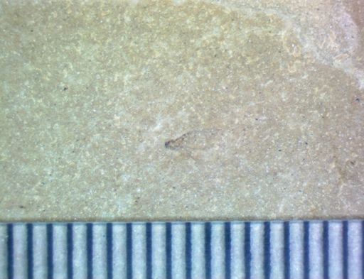 undet. Hexapoda