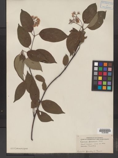 Cornus amomum