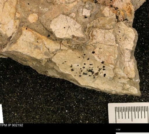 Baculites?