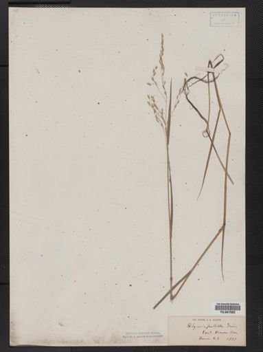 Glyceria pallida