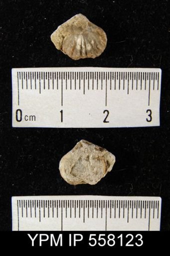 Pugnax utah