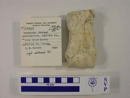 Teleoceras fossiger