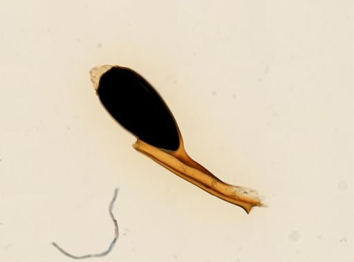 Pthirus pubis