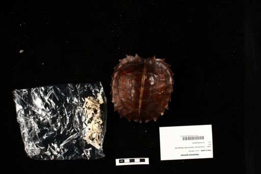 Heosemys spinosa