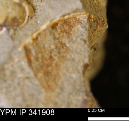 undet. Bivalvia