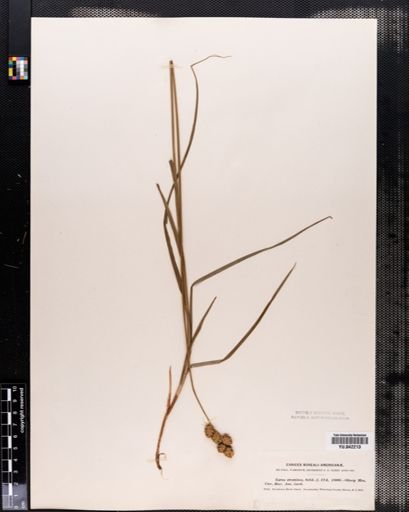 Carex tenera
