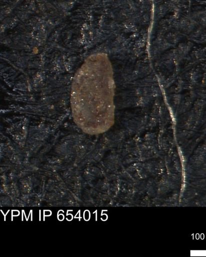 Miliammina manitobensis