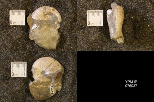 Hoploscaphites birkelundi