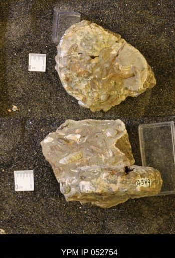 Jeletzkytes sp.