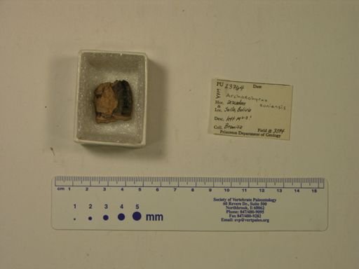 Archaeohyrax suniensis