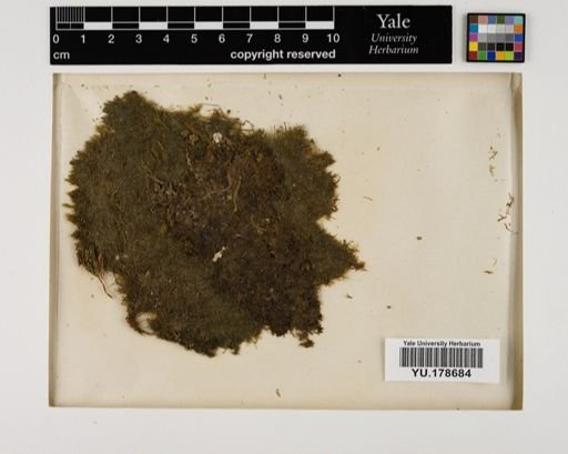 Plantae
