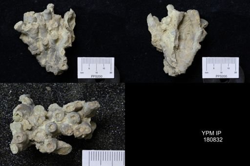 Peronidella dumosa