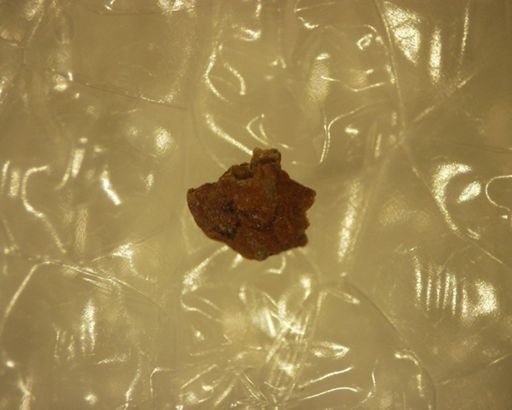 Mesodma sp.