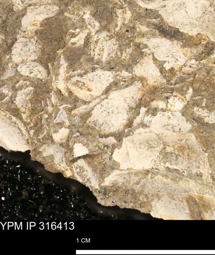 undet. Mollusca