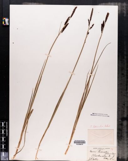 Carex barrattii