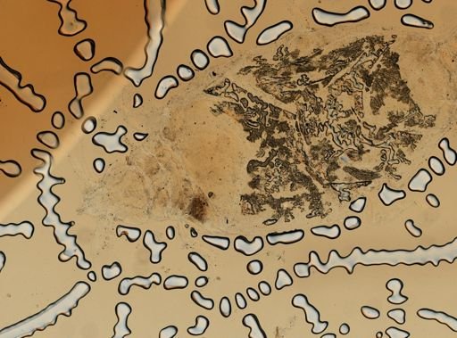 Gnathia cerina