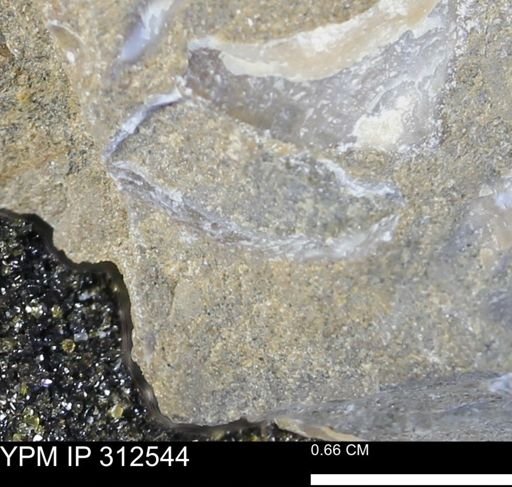 undet. Bivalvia