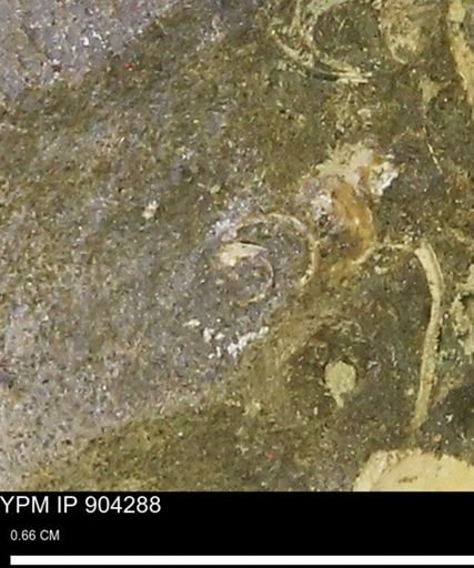 undet. Mollusca