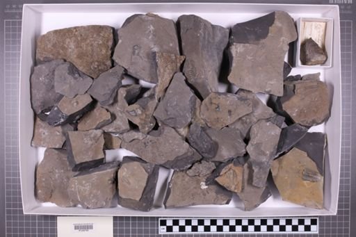 mixed taxa, stratigraphic collection