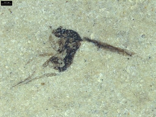 undet. Diptera