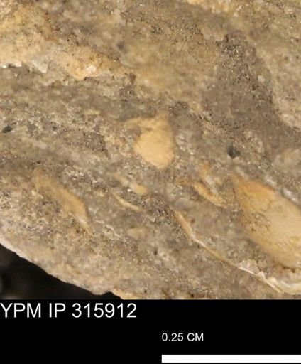 undet. Mollusca