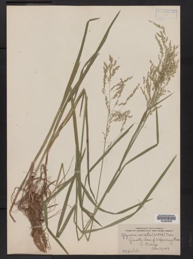 Glyceria striata