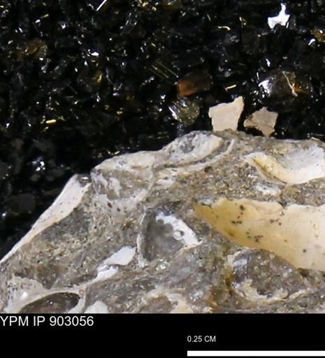 undet. Mollusca