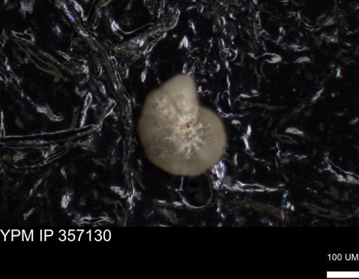 undet. Foraminiferida
