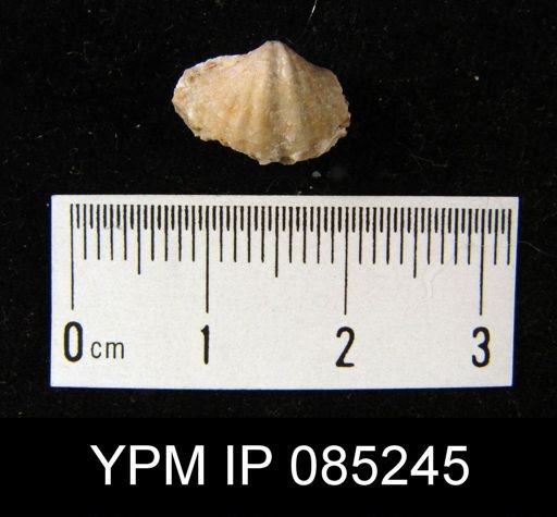 Crispella elegans