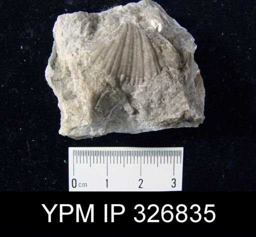 Spirifer sp.