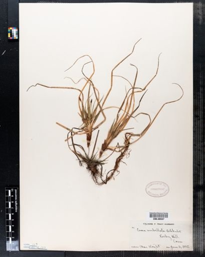 Carex umbellata