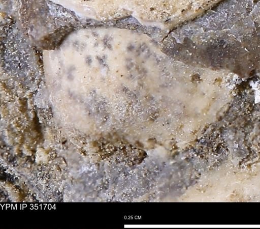 undet. Bivalvia