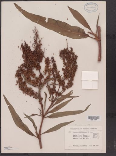 Rumex triangulivalvis