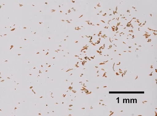 Melithaea ochracea