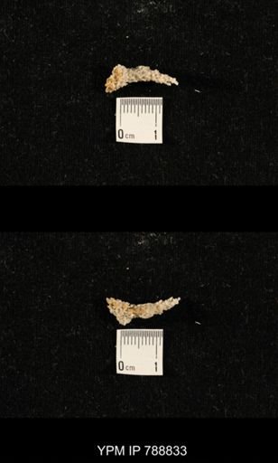 taxon undetermined