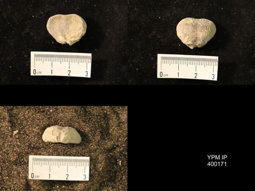 Marginifera lasallensis