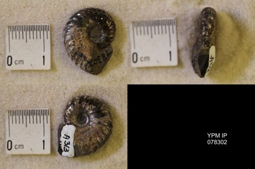 Jeletzkytes nebrascensis
