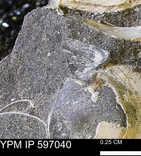 undet. Bivalvia