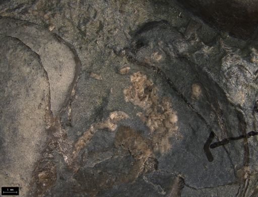 Aplocoma damesii