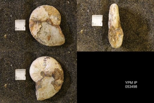 Hoploscaphites nicolletii