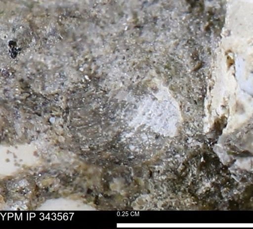 undet. Bivalvia