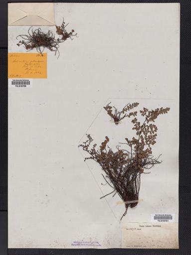 Adiantum