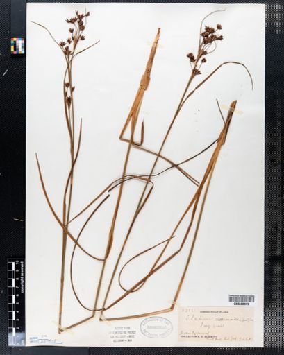 Cladium mariscoides