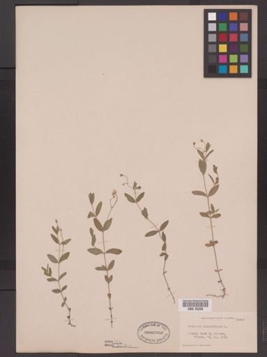 Arenaria lateriflora