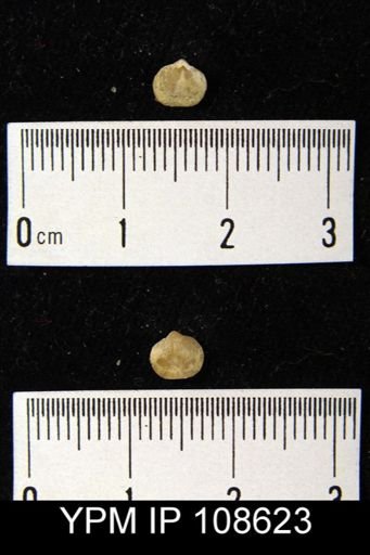 Dalmanella sp.