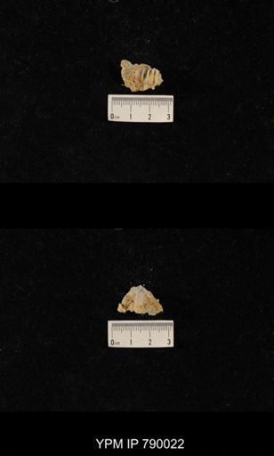 Leptodus sp.