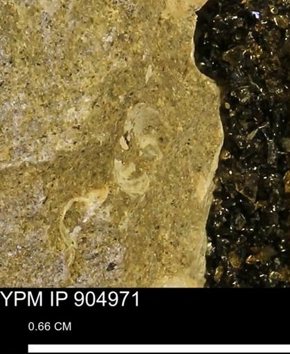 undet. Bivalvia