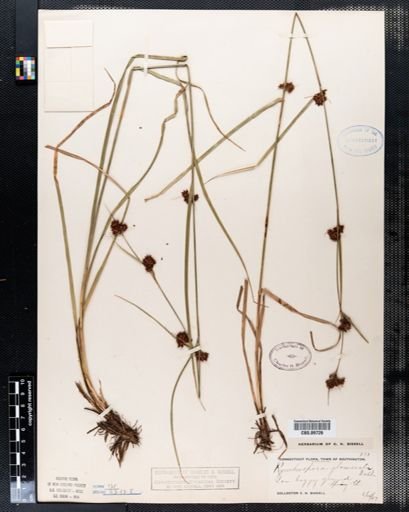 Rhynchospora glomerata