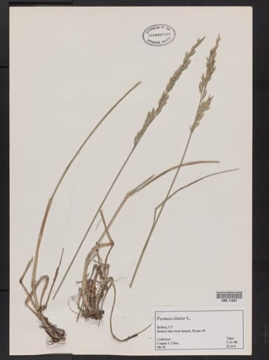 Festuca elatior