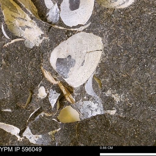 Protocardia?